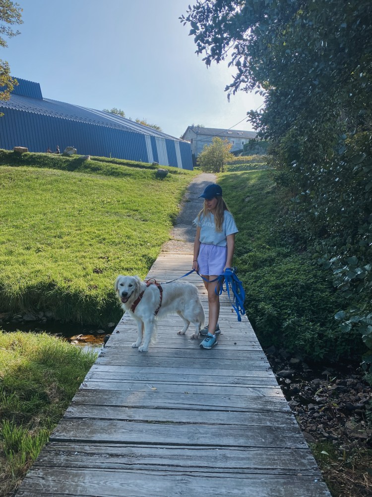 Éducatrice canine à Yssingeaux en séance d’éducation avec un chien – DidactDog
