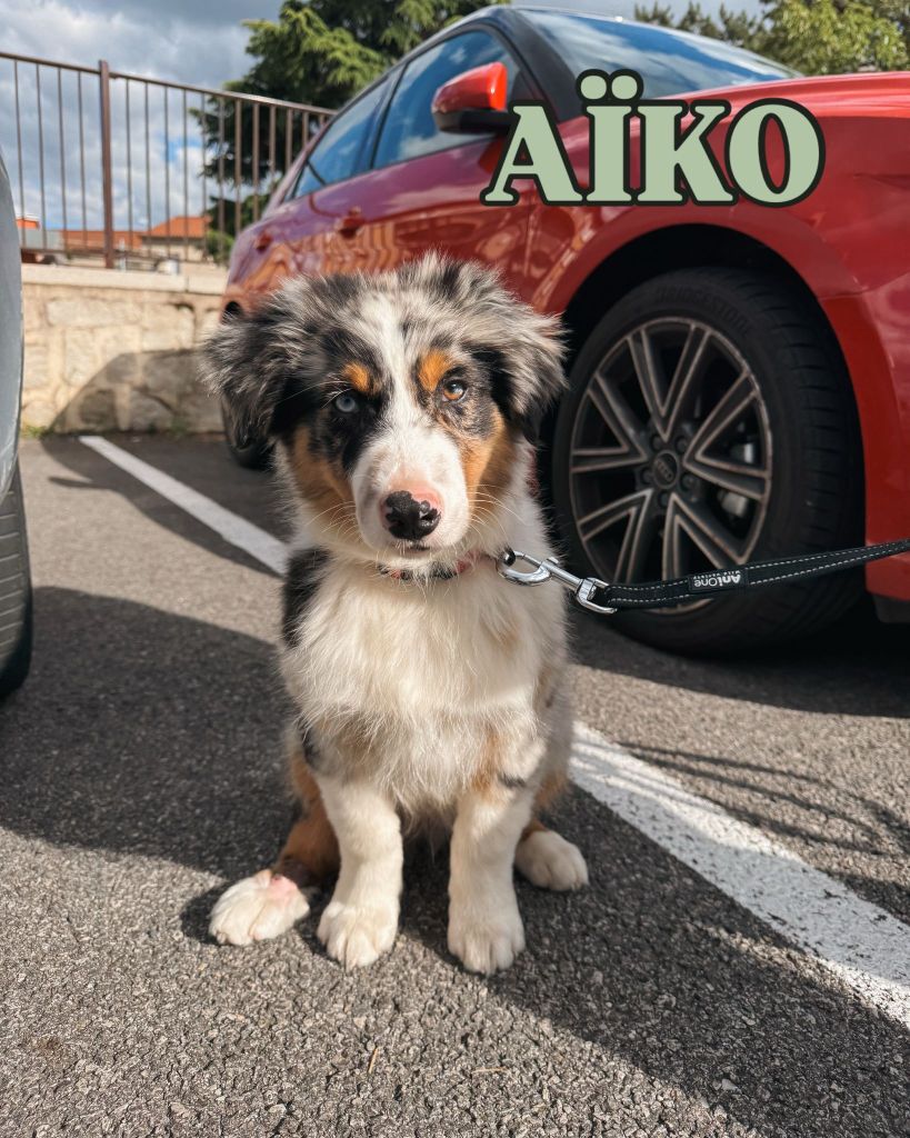 dressage chien haute loire