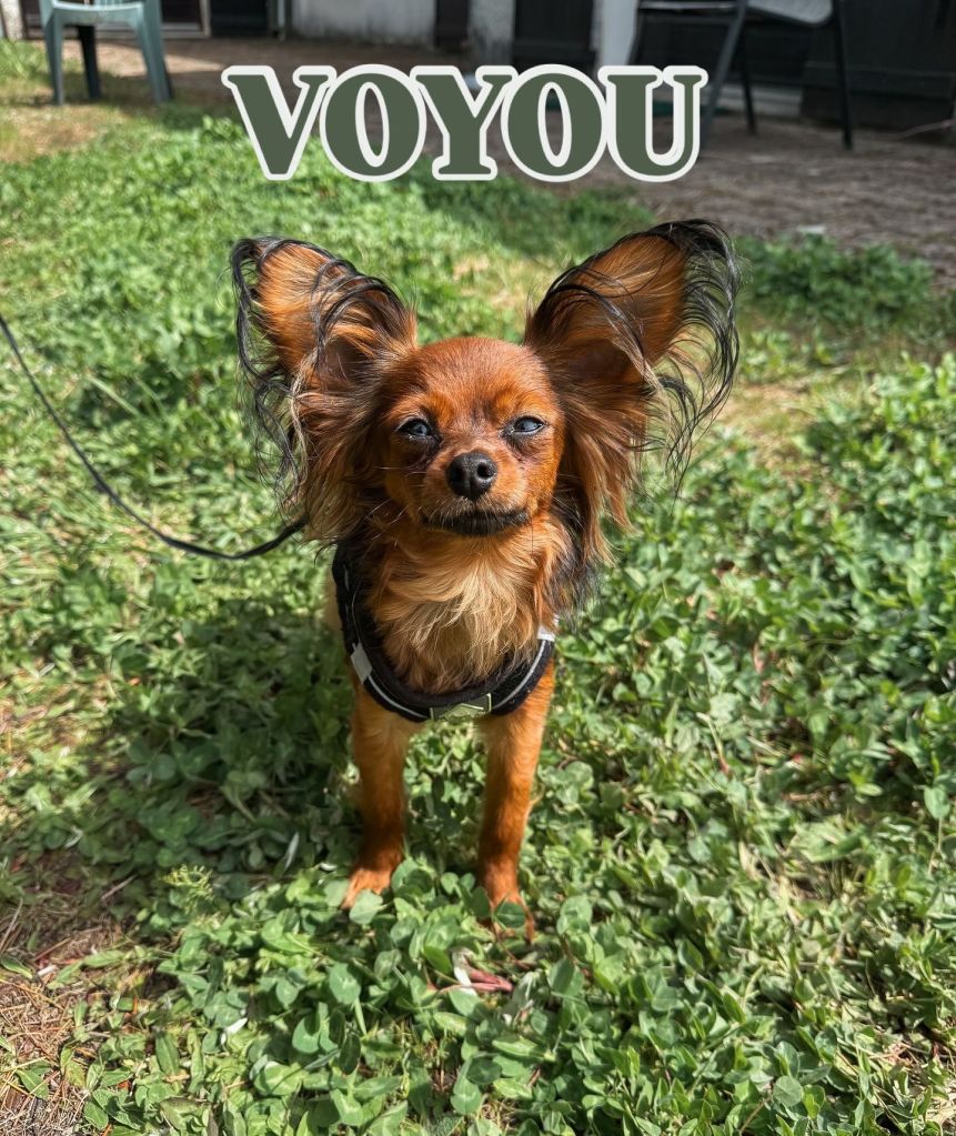 Client heureux à Yssingeaux, avis positif sur DidactDog