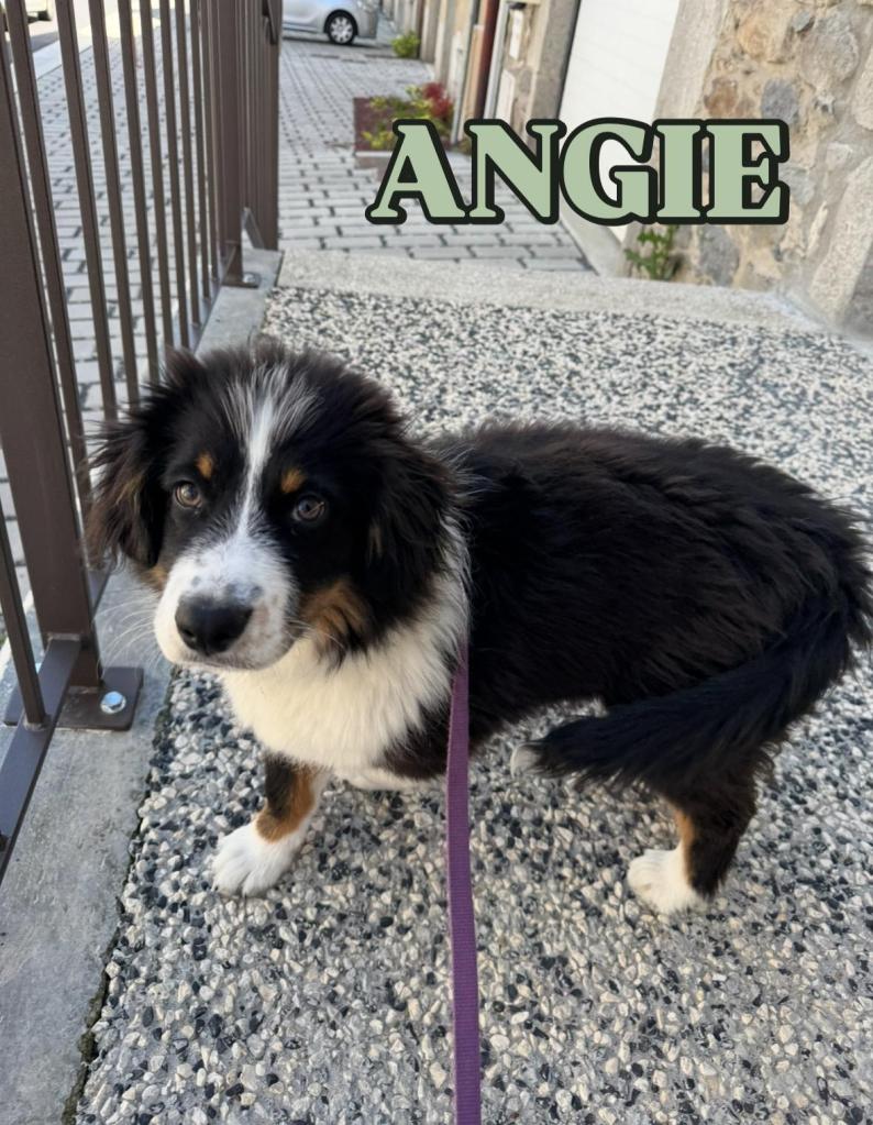 Education chien haute loire