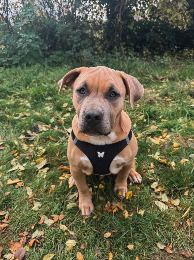 american bully education haute loire