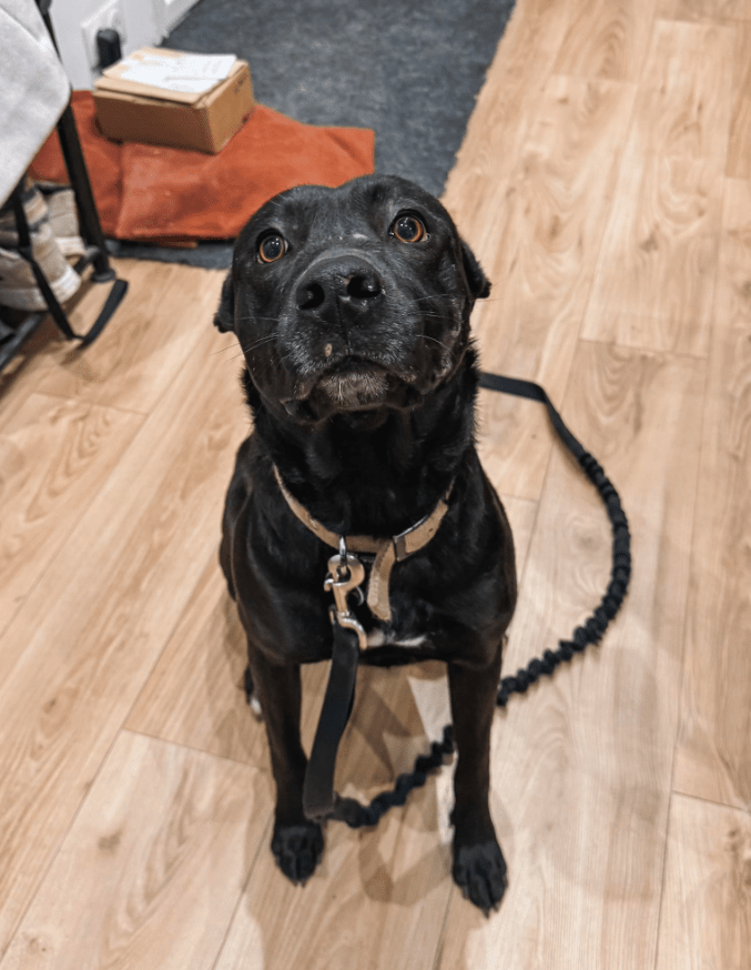 amstaff éducation haute loire