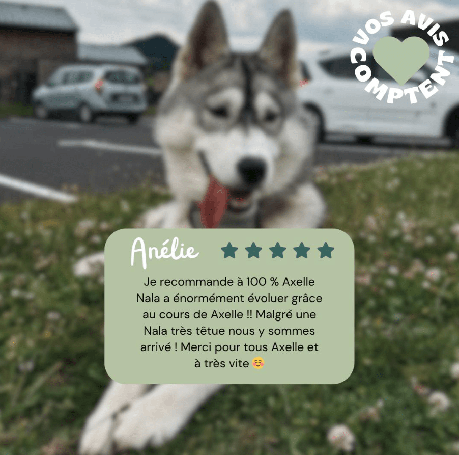 Recommande éducateur canin haute loire husky