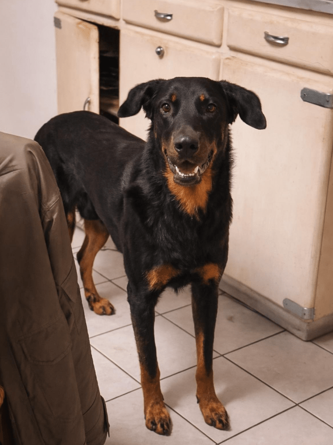 beauceron éducation haute loire