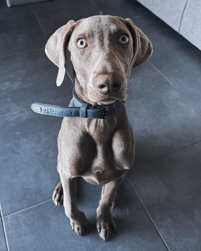 braque de weimar education haute loire