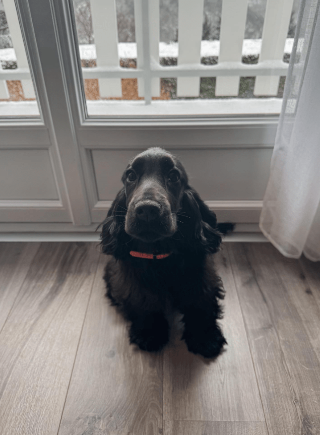 cocker éducation haute loire