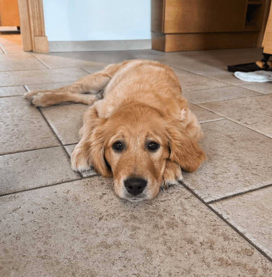 golden retriever éducation haute loire