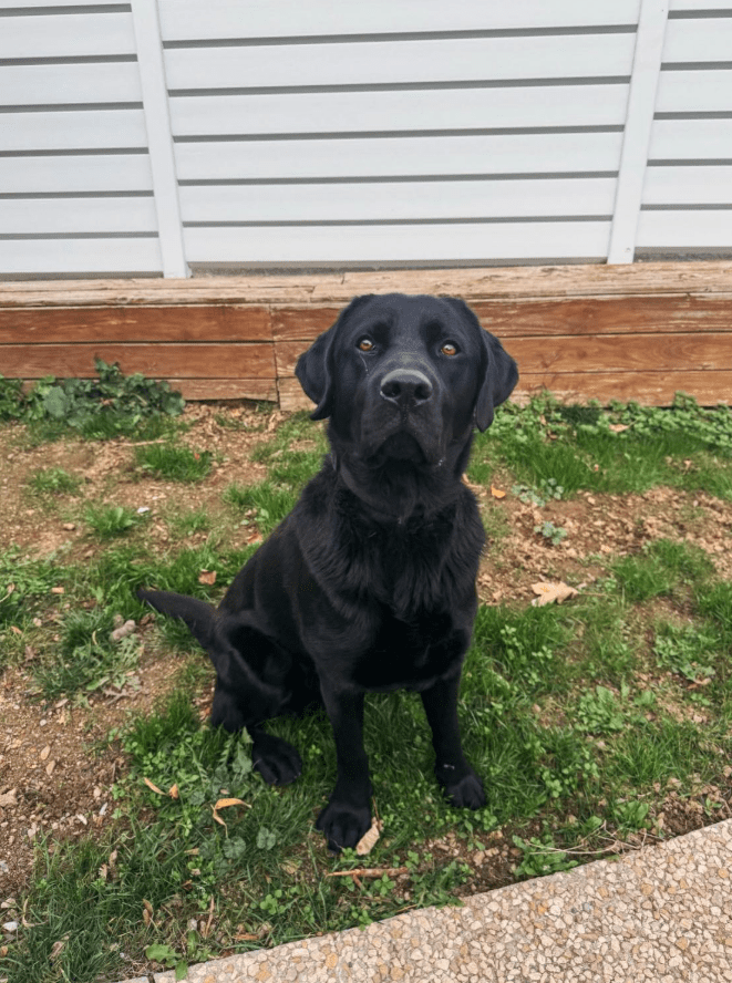 labrador éducation haute loire