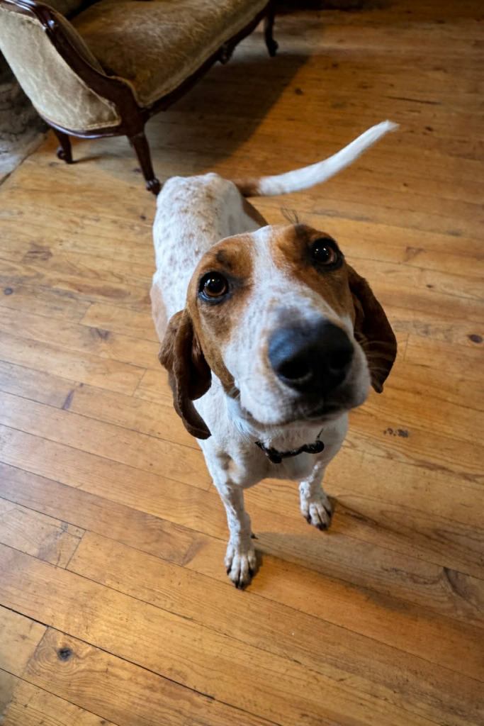 aide adoption chien
