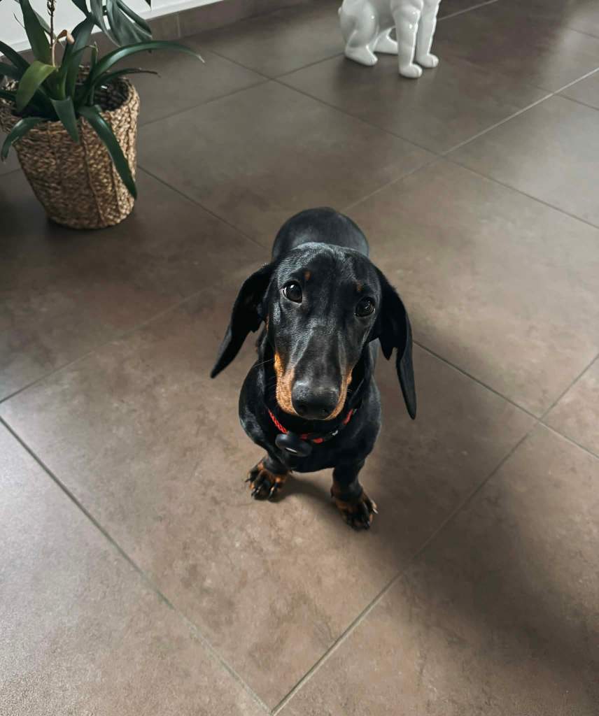aide adoption chien haute loire