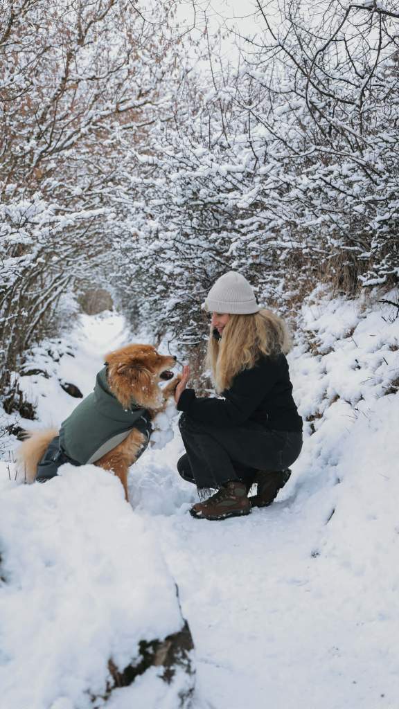 cani-rando haute loire chien