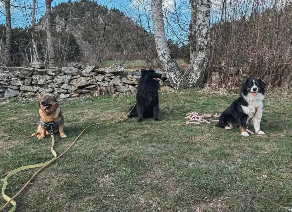 cours collectif haute loire chien